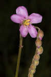 Tracy's sundew